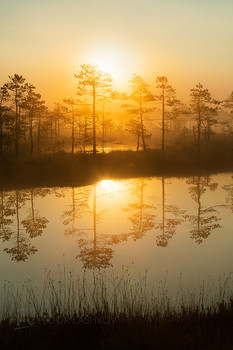 Отражение на рассвете / Туманный август.
Из фотопроекта «Магия Ленинградской области».