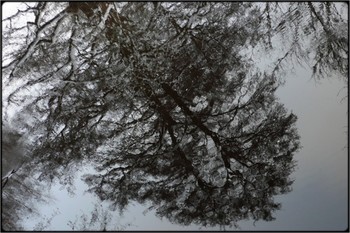  / reflection of trees in water