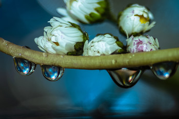  / Macro descriptivo del agua y los vegetales.