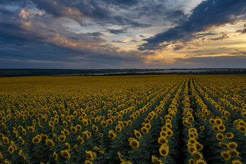 В конце июля / ***