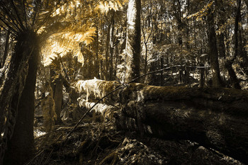 В дебрях / Почти тропики