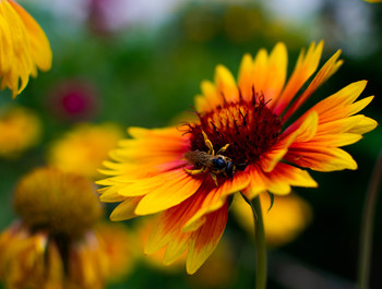 Не мешайте трапезе! / Очень фотогеничная пчелка на ярком цветке!