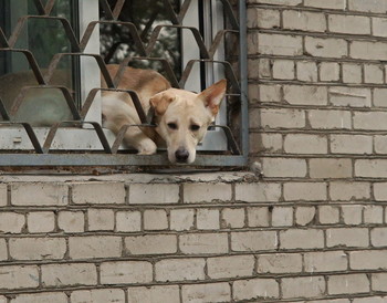 Тоска / 14а, Приорова ул., Коптево, Москва