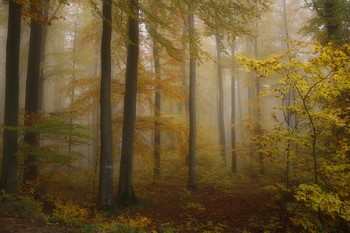 В осеннею сказку / Осенний лесной пейзаж .