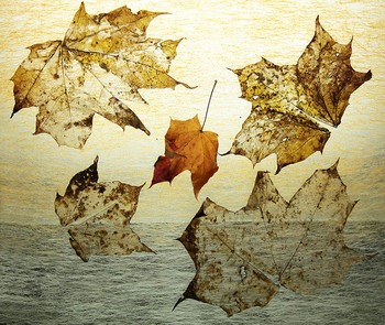 осень / свет, ткань, листья