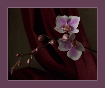 Зацветает фаленопсис / орхидеи радуют глаз