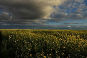 Августовский вечер / Зарайские окрестности