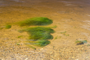 Полная толерантность / Водные растения (водоросли).