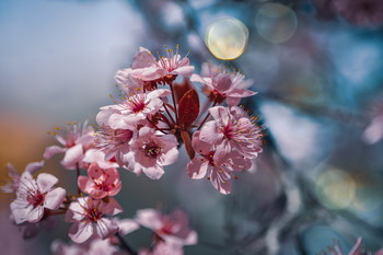 &nbsp; / Flores del ciruelo.