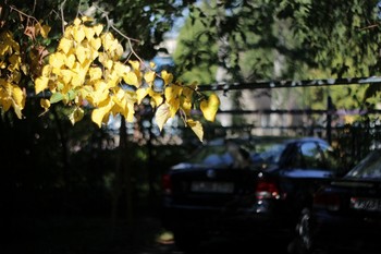 Запахло осенью слегка / свет