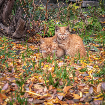 Запахло осенью слегка / Рыжие кошки на рыжей траве