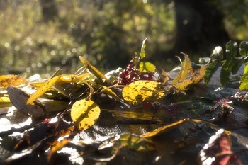 Запахло осенью слегка / Осенний натюрморт