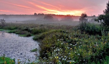 Полевые цветы дурманят душистым запахом / Полевые цветы дурманят душистым запахом в вечерней заре
