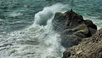 Русалочка. / После тайфуна. Приморье.