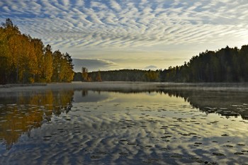 Ненюфары / Петербург. Осиновая Роща. Октября