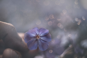 Летняя фантазия... / 2020