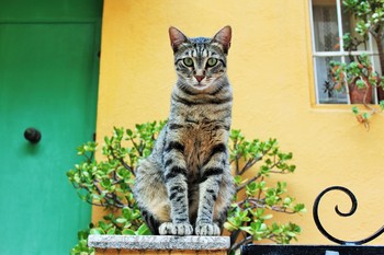 Котики на Лазурном берегу Франции / В городе Ментоне сделано это фото