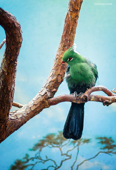 Турако / Турако