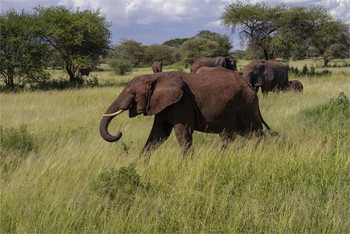 Шоколадный слон / Серенгети,Танзания