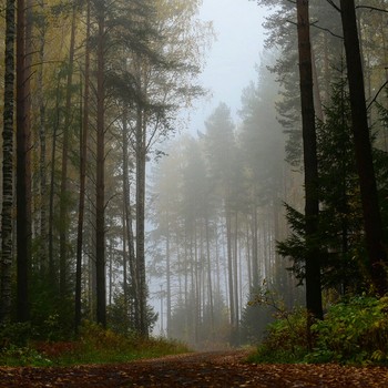 &nbsp; / #лес #туман
