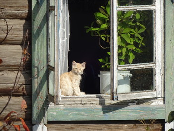 Деревня. Котенок на подоконнике. / Осень. Деревянный старый дом с раскрытыми ставнями. На подоконнике сидит котенок.