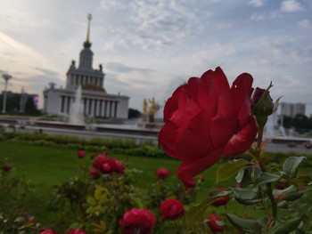 Роза / Оформление ландшафта