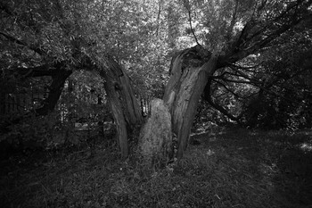 Old tree in the Sokolniki park / Старое дерево в Сокольниках