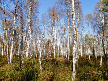 Прохладная красота осенних болот / Березовая роща на большом пойменном болоте недалеко от Томска
