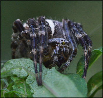 Ожидание. / Крестовик обыкновенный - Araneus diadematus