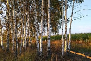 Гуляет осень средь берез.... / березовая роща