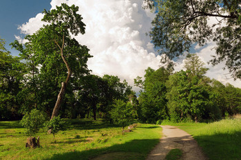 Альбертино, парк усадьбы / Аллея вырубленных деревьев
Дорога к облаку