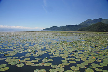 Безмятежность... / Скадарское озеро, Черногория