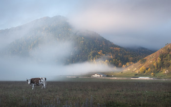 Про коровку, утренний туман и осенние горы / Утро в Элекмонаре, Чемальский район Республики Алтай, сентябрь 2020.