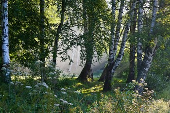Утро в березовой роще.......(см. полный размер) / Петербург. Шуваловский парк. Август