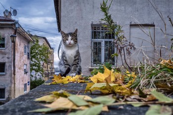 Местный. / Котик из Выборга.