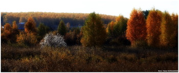 Яблоня в цвету: бабье лето на Южном Урале / 3 октября 2020 года близ Челяюинска