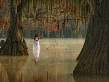 дева туманов / болотные кипарисы на болотах Луизианы, США