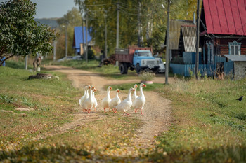 Сентябрь и гуси / Деревня Полозово. Пермский край.