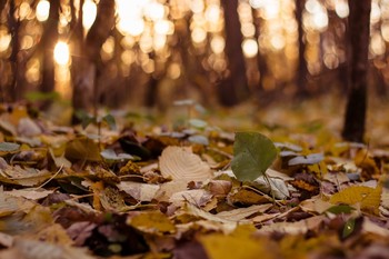 Осенняя соната / Закат в лесу