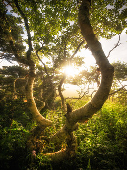 Леса Шикотана. / Удивительные формы деревьев на Южных Курилах не могут быть не замечены фотографами! А если ещё повезёт с лёгким туманчиком и солнышком, то лес выглядит просто сказочным! 
Остров Шикотан (Курилы), август 2020.