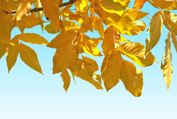 Октябрь... / ***