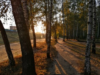 Нижний Комитетский лес / Королёв, вечерняя прогулка в лесу