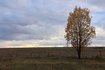 В одиночестве / Зарайские окрестности