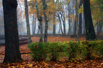 Утро туманное / Утро в парке в центре Петрозаводска