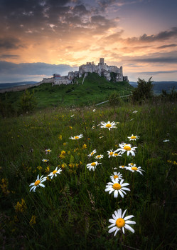&nbsp; / Daisies under the castle after sunset. I was really happy when i reach top of the hill and found these beautiful flowers. :)
