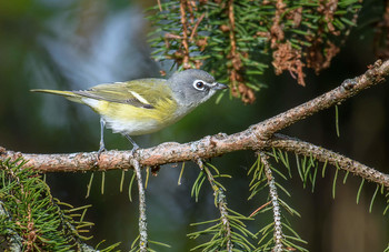 Blue-headed Vireo / Сероголовый виреон (лат. Vireo solitarius) — вид воробьинообразных птиц из семейства виреоновых.