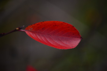 Осенняя грусть (Одиночество) / Одинокий лист осенний вызывает грусть по ушедшему лету и уходящей осени.