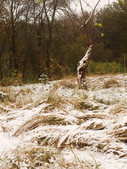 Предвестие зимы. / Домашнее фото.