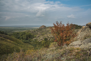 Куст рябины / Осень, пасмурно