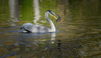 Great Blue Heron (immature) / Большая голубая цапля (незрелая особь)

Большая голубая цапля является самой крупной цаплей Северной Америки.